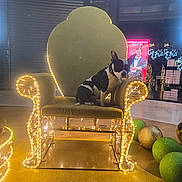 Toki participe au concours pour gagner de l'argent avec cette photo : dog, chair, lights, decorations, indoor, festive, holiday, black_and_white, seated, ornate, glowing, decorative_balls, floor, background, reflection, storefront, collar, pet, animal, night