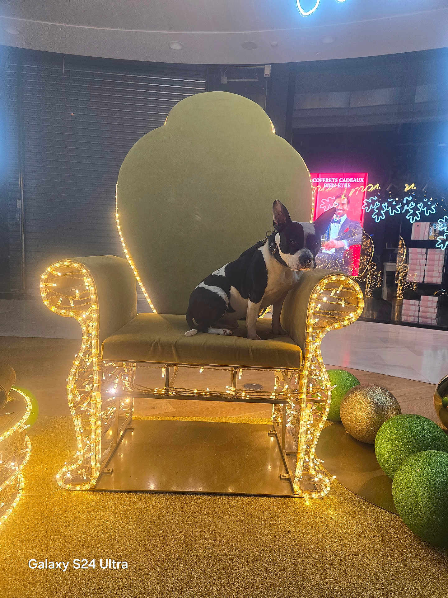 Toki participe au concours pour gagner de l'argent avec cette photo : dog, chair, lights, decorations, indoor, festive, holiday, black_and_white, seated, ornate, glowing, decorative_balls, floor, background, reflection, storefront, collar, pet, animal, night