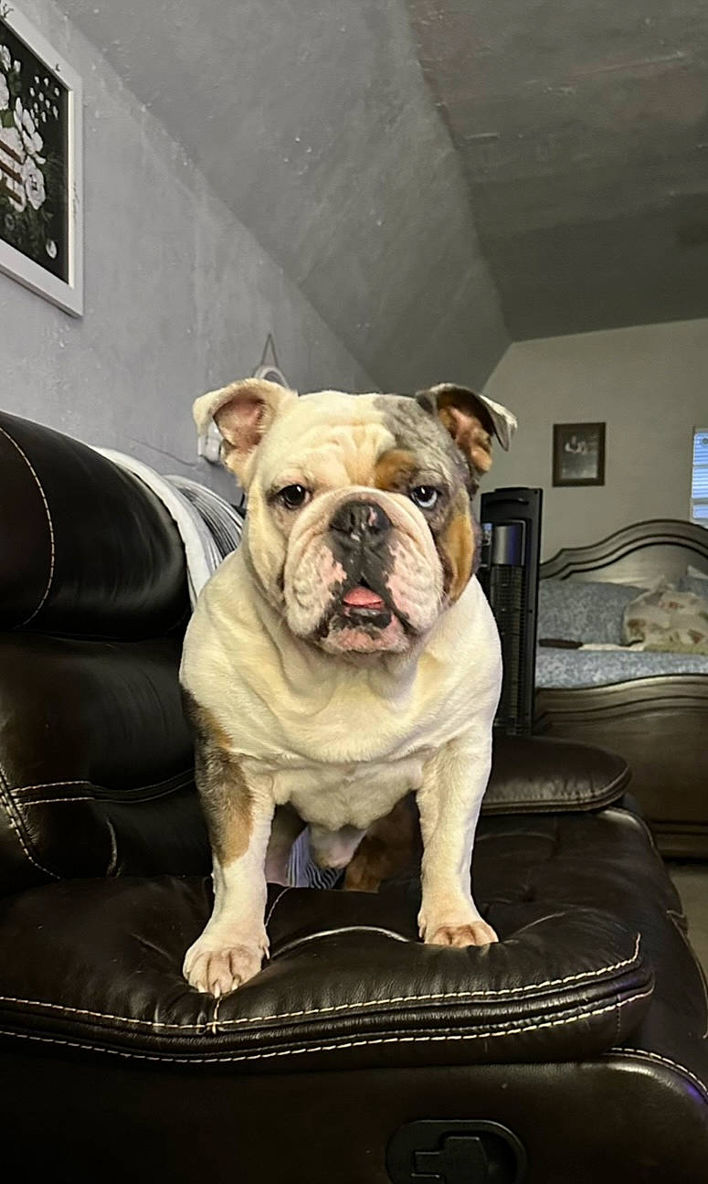 Huckleberry joined the competition — help win amazing prizes! bulldog, carnivore, club_chair, comfort, companion_dog, couch, dog, dog_breed, dog_collar, fawn, flooring, molosser, non_sporting_group, picture_frame, snout, sporting_group, terrestrial_animal, window, working_animal, wrinkle
