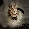 Amori Love joined the competition — help win amazing prizes! animal, cat, cozy, curious, cute, domestic, ears, eyes, fluffy_rug, fur, indoor, looking_up, mammal, pet, portrait, sitting, small_animal, soft_texture, tabby, whiskers