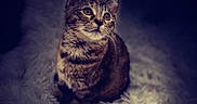 Amori Love is registered to the contest to win money with this photo: animal, cat, cozy, curious, cute, dark_background, ears, eyes, feline, fluffy_rug, fur, indoor, pet, portrait, sitting, soft_light, spotlight, tabby_cat, texture, whiskers