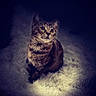 animal, cat, cozy, curious, cute, dark_background, ears, eyes, feline, fluffy_rug, fur, indoor, pet, portrait, sitting, soft_light, spotlight, tabby_cat, texture, whiskers