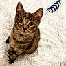 Amori Love is registered to the contest to win money with this photo: animal, cat, cozy, curious, cute, domestic_cat, ears, eyes, fluffy, fur, indoor, kitten, looking_up, pet, playful, small, tabby, whiskers, white_rug, young_animal