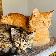 Amori Love is registered to the contest to win money with this photo: animal, cat, cat_tree, cats, closeup, cozy, cute, domestic, ears, eyes, feline, fur, ginger_cat, indoor, pet, relaxed, resting, sunlight, tabby_cat, whiskers