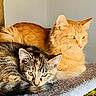 animal, cat, cat_tree, cats, closeup, cozy, cute, domestic, ears, eyes, feline, fur, ginger_cat, indoor, pet, relaxed, resting, sunlight, tabby_cat, whiskers
