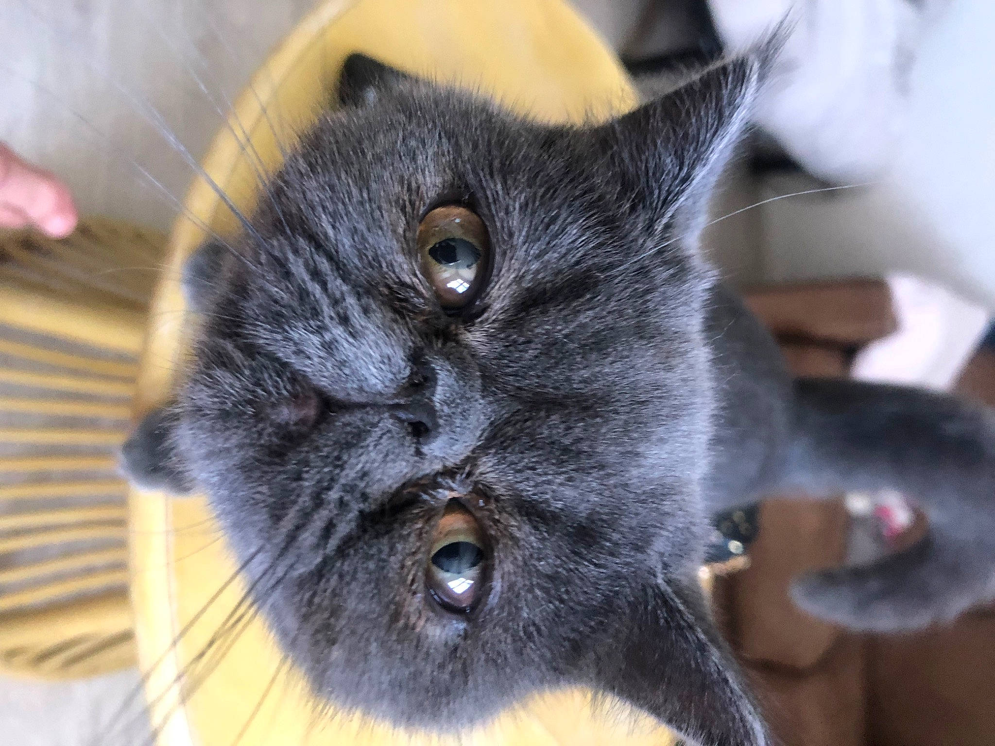 Tchoupie a rejoint le concours — aidez-le/la à gagner de superbes lots ! black_cat, carnivore, cat, claw, close_up, comfort, domestic_short_haired_cat, ear, eye, felidae, fur, grey, small_to_medium_sized_cats, snout, terrestrial_animal, whiskers