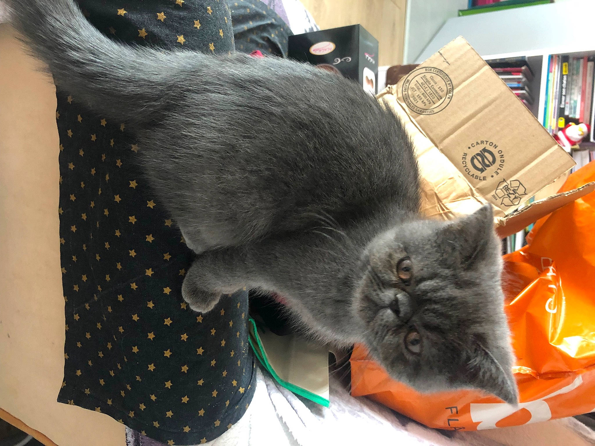 Tchoupie a rejoint le concours — aidez-le/la à gagner de superbes lots ! black_cat, book, bookcase, box, carnivore, cat, claw, comfort, domestic_short_haired_cat, felidae, fur, grey, pattern, publication, russian_blue, shelf, shelving, small_to_medium_sized_cats, tail, whiskers