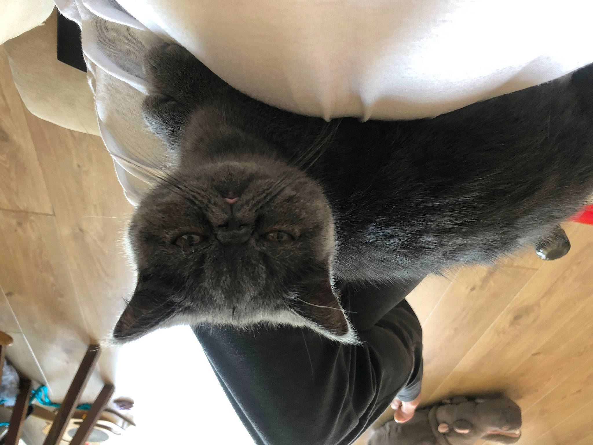 Tchoupie participe au concours pour gagner de l'argent avec cette photo : black_cat, carnivore, cat, claw, comfort, dog_breed, domestic_short_haired_cat, fawn, felidae, foot, fur, hardwood, paw, small_to_medium_sized_cats, snout, tail, terrestrial_animal, whiskers, window, wood