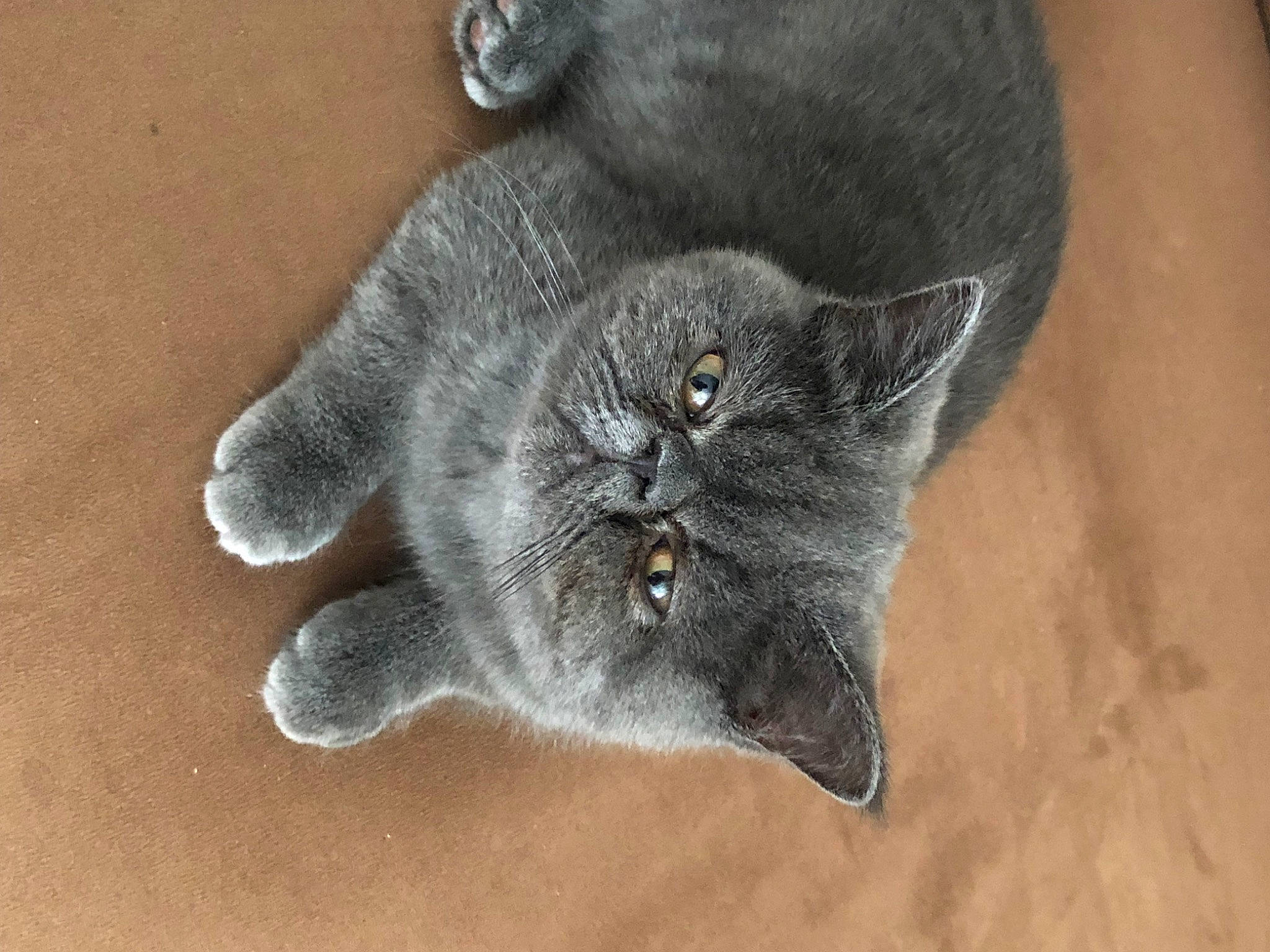 Tchoupie a rejoint le concours — aidez-le/la à gagner de superbes lots ! carnivore, cat, domestic_short_haired_cat, felidae, fur, grey, paw, plant, russian_blue, small_to_medium_sized_cats, snout, tail, terrestrial_animal, whiskers