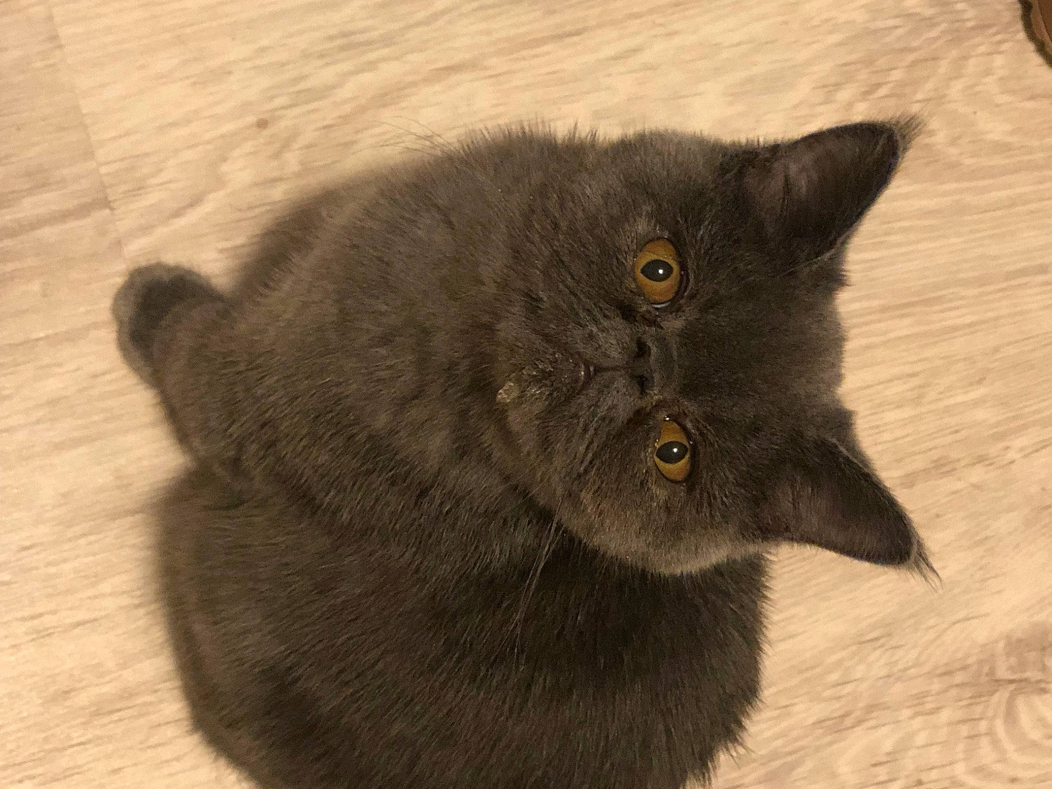 Tchoupie a rejoint le concours — aidez-le/la à gagner de superbes lots ! black_cat, carnivore, cat, claw, domestic_short_haired_cat, fawn, felidae, fur, grey, small_to_medium_sized_cats, snout, tail, terrestrial_animal, whiskers, wood