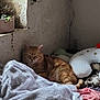 Biscotte a rejoint le concours — aidez-le/la à gagner de superbes lots ! animal, blanket, cat, corner, cozy, feline, furniture, ginger_cat, home, indoor, pet, plush_toy, potted_plant, relaxed, resting, sleepy, soft_texture, stuffed_animal, wall, window