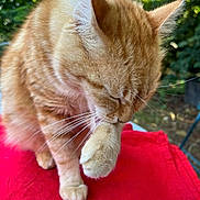 Biscotte participe au concours pour gagner de l'argent avec cette photo : animal, cat, close_up, cute, domestic_cat, feline, fur, greenery, grooming, licking, mammal, nature, orange_tabby, outdoor, paw, pet, red_cloth, relaxed, soft, whiskers