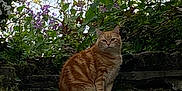 Biscotte participe au concours pour gagner de l'argent avec cette photo : animal, cat, feline, flowers, foliage, garden, greenery, mammal, moss, nature, orange_tabby, outdoor, peaceful, pet, plants, purple_flowers, quiet, sitting, stone_steps, wildlife