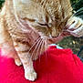 Biscotte a rejoint le concours — aidez-le/la à gagner de superbes lots ! animal, background_blur, cat, close_up, cute, domestic_cat, feline, fur, grooming, nature, orange_tabby, outdoor, paw, pet, portrait, red_cloth, relaxed, soft_light, tabby_stripes, whiskers