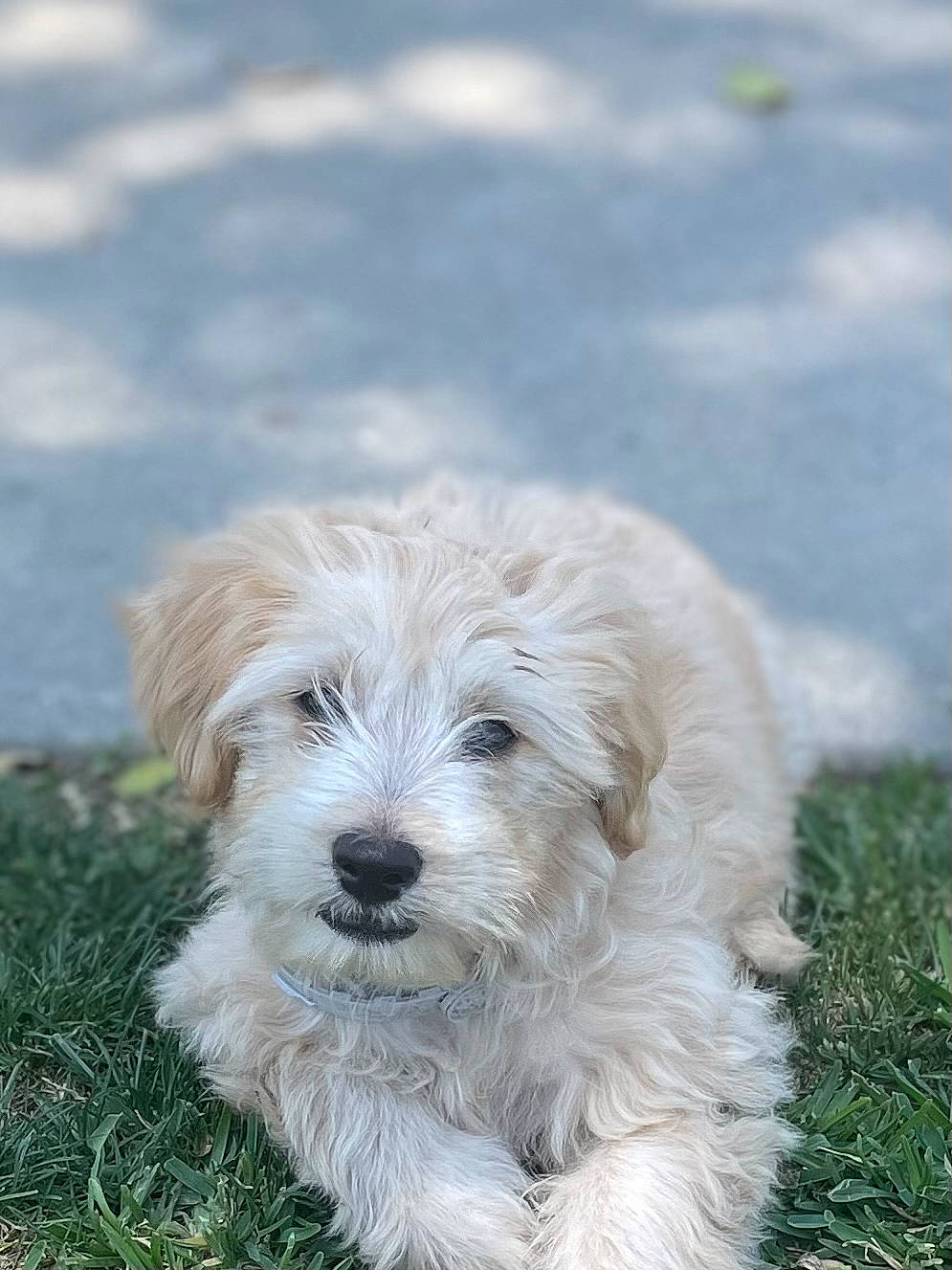 Bella joined the competition — help win amazing prizes! briquet_griffon_vendeen, canidae, carnivore, companion_dog, dog, dog_breed, fur, grass, plant, puppy, small_terrier, sporting_group, terrestrial_animal, terrier, toy_dog, working_animal