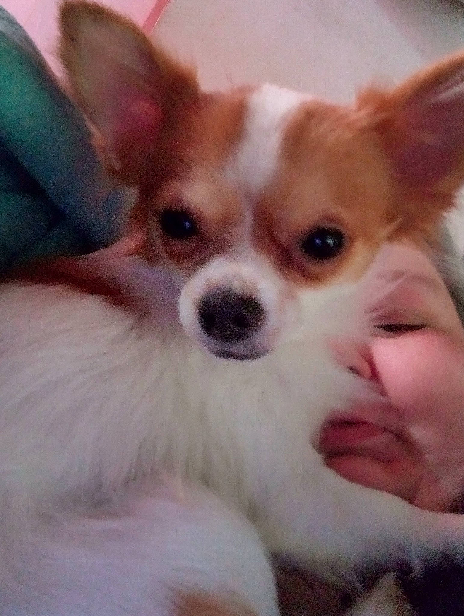 Aramis a rejoint le concours — aidez-le/la à gagner de superbes lots ! canidae, carnivore, chihuahua, companion_dog, corgi_chihuahua, dog, dog_breed, dog_supply, ear, fawn, fur, non_sporting_group, pomeranian, puppy, russkiy_toy, snout, sporting_group, toy_dog, whiskers, working_animal