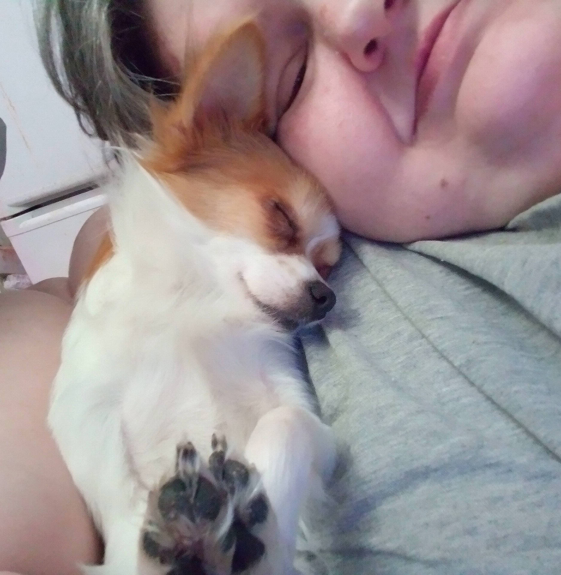 Aramis a rejoint le concours — aidez-le/la à gagner de superbes lots ! carnivore, comfort, companion_dog, corgi_chihuahua, dog, dog_breed, ear, eyelash, fur, happy, love, nail, nap, non_sporting_group, nose, paw, puppy_love, sleep, toy_dog, whiskers