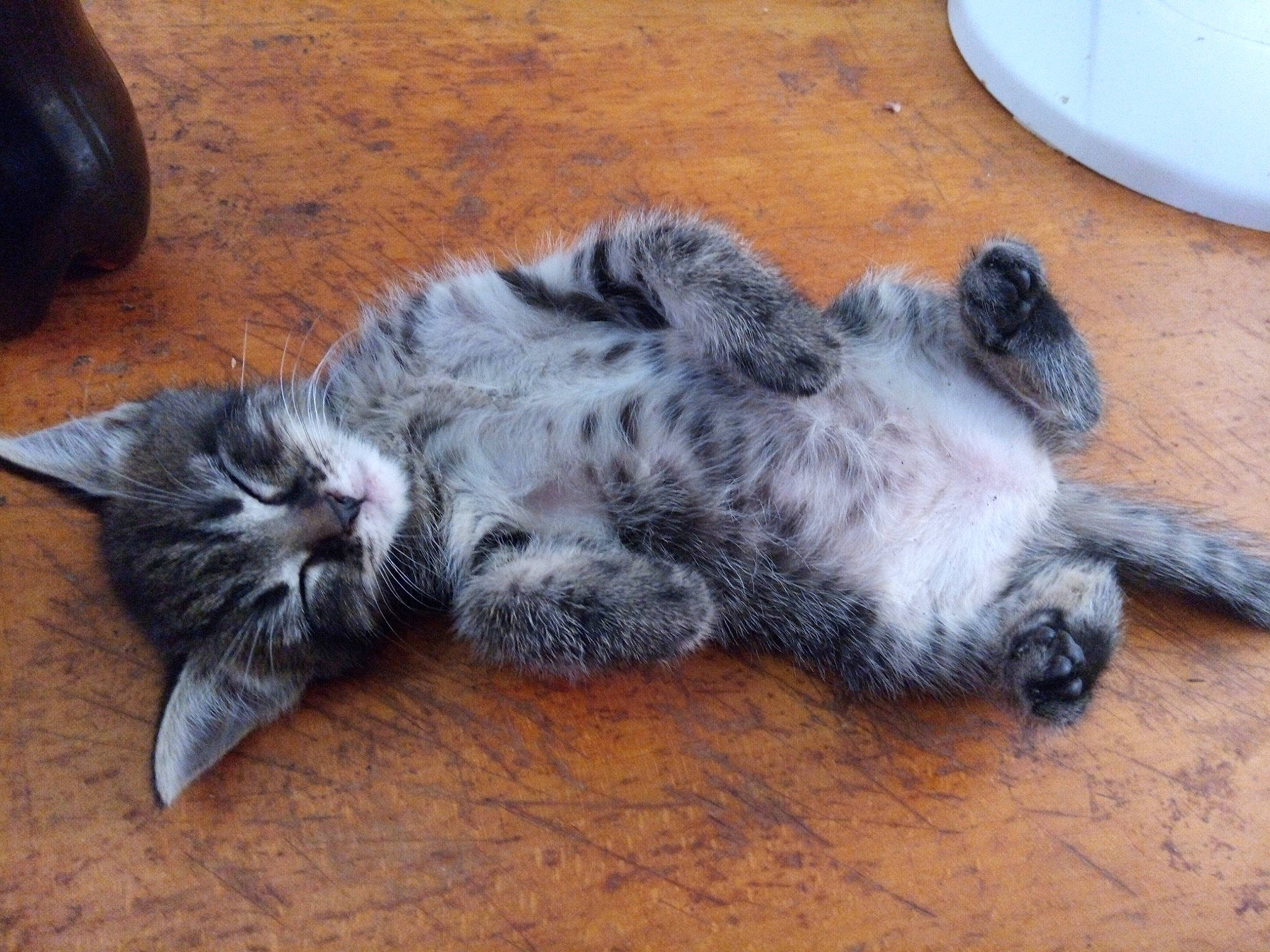 Pearl a rejoint le concours — aidez-le/la à gagner de superbes lots ! canidae, carnivore, cat, cat_toy, claw, comfort, dog_breed, domestic_short_haired_cat, fawn, felidae, flooring, fur, grey, hardwood, paw, small_to_medium_sized_cats, tail, terrestrial_animal, toe, whiskers