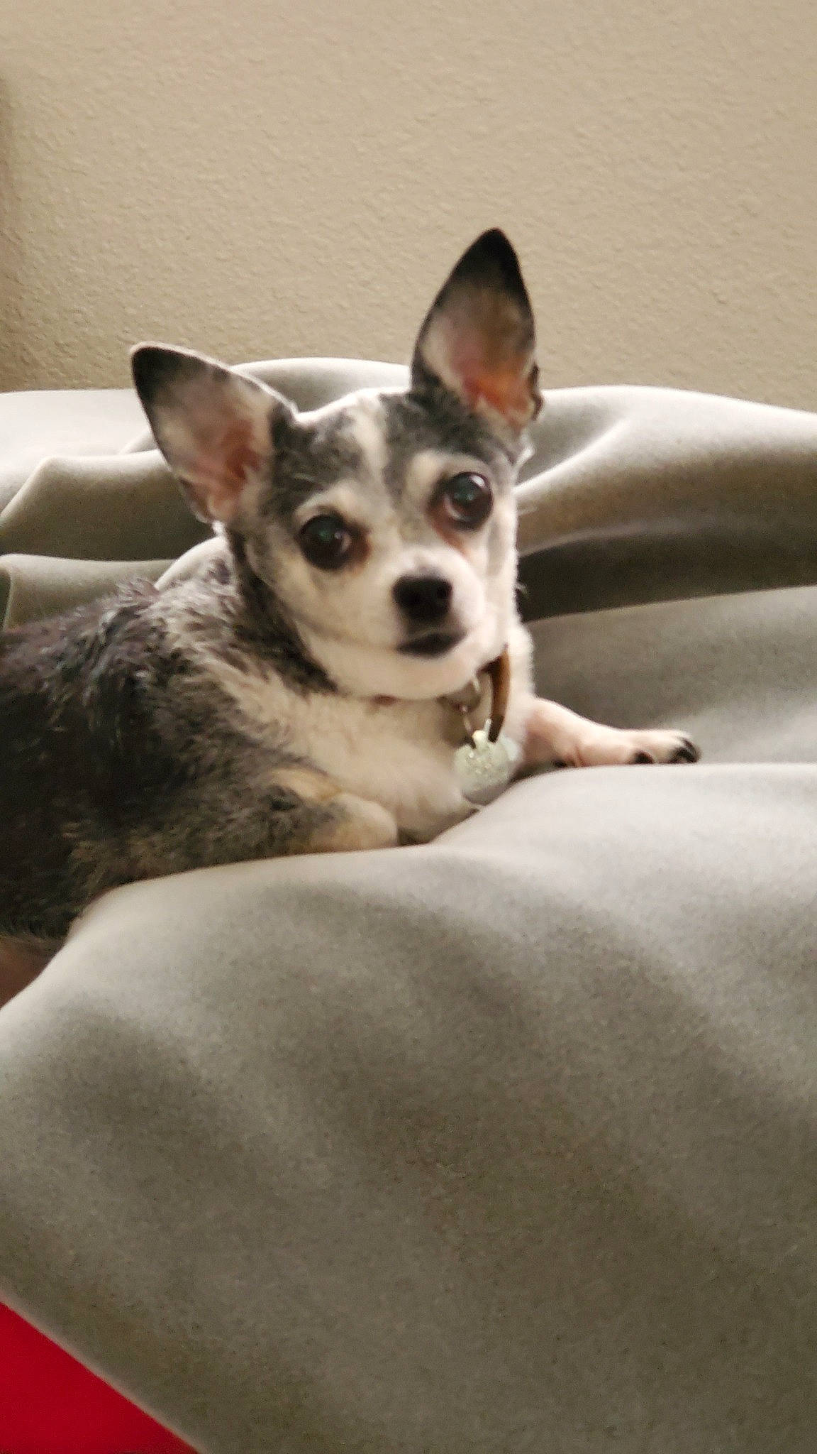 Cha Cha joined the competition — help win amazing prizes! canidae, carnivore, chihuahua, companion_dog, corgi_chihuahua, dog, dog_breed, ear, mammal, puppy, rare_breed_dog, rat_terrier, snout, toy_dog, vertebrate, whiskers
