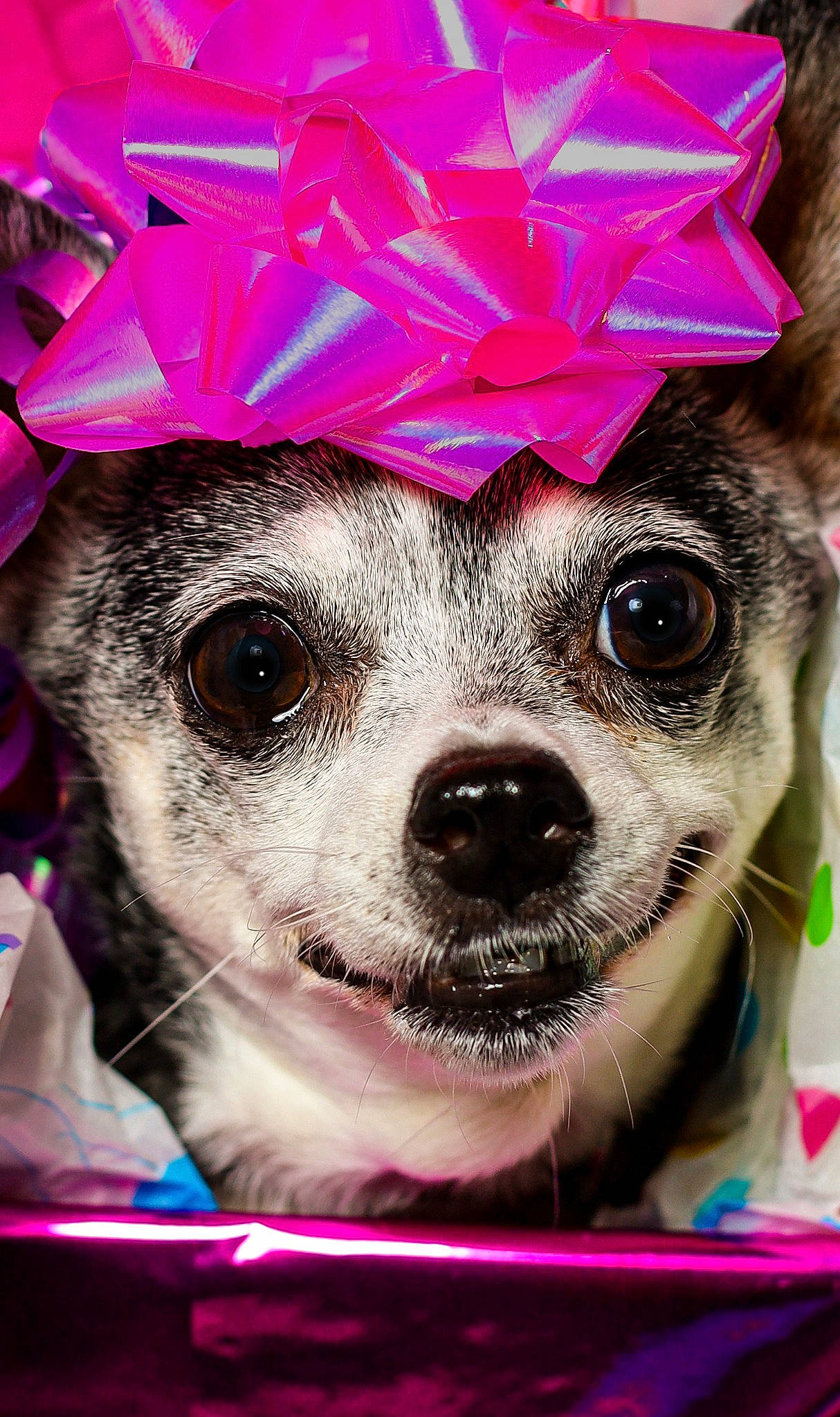 Cha Cha is registered to the contest to win money with this photo: canidae, carnivore, chihuahua, costume, dog, dog_breed, dog_clothes, ear, eyewear, glasses, goggles, hat, headgear, pink, puppy, snout, toy_dog, whiskers