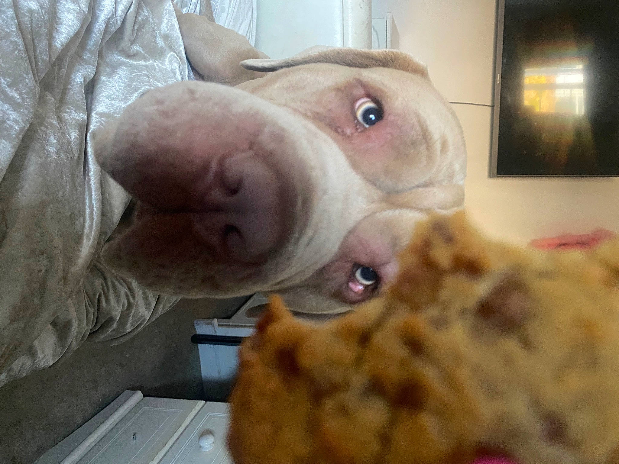 Odin is registered to the contest to win money with this photo: canidae, companion_dog, dog, dog_breed, ear, fawn, fur, jaw, liver, livestock, natural_material, picture_frame, snout, sporting_group, stuffed_toy, suidae, toy, whiskers, working_animal, wrinkle