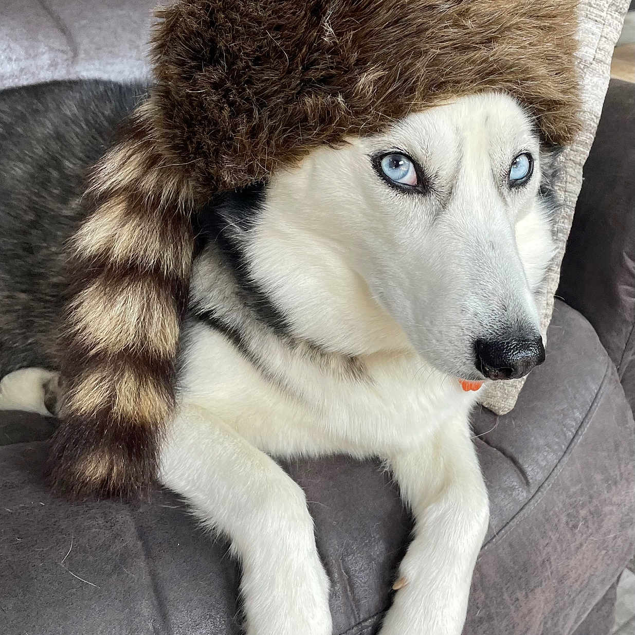Bree is registered to the contest to win money with this photo: dog, husky, blue_eyes, fur_hat, raccoon_tail_hat, pet, indoor, couch, gray_couch, relaxed, animal, white_fur, black_and_white_fur, portrait, close_up, cozy, furniture, house, domestic, companion