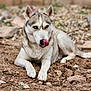 alert, animal, blue_eyes, canine, close_up, cute, dog, fur, husky, lying_down, mammal, nature, outdoor, pet, playful, portrait, resting, rocky_ground, tongue, tongue_out