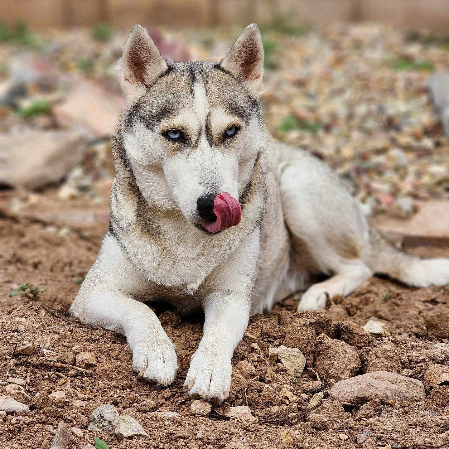 Bella joined the competition — help win amazing prizes! alert, animal, blue_eyes, canine, close_up, cute, dog, fur, husky, lying_down, mammal, nature, outdoor, pet, playful, portrait, resting, rocky_ground, tongue, tongue_out