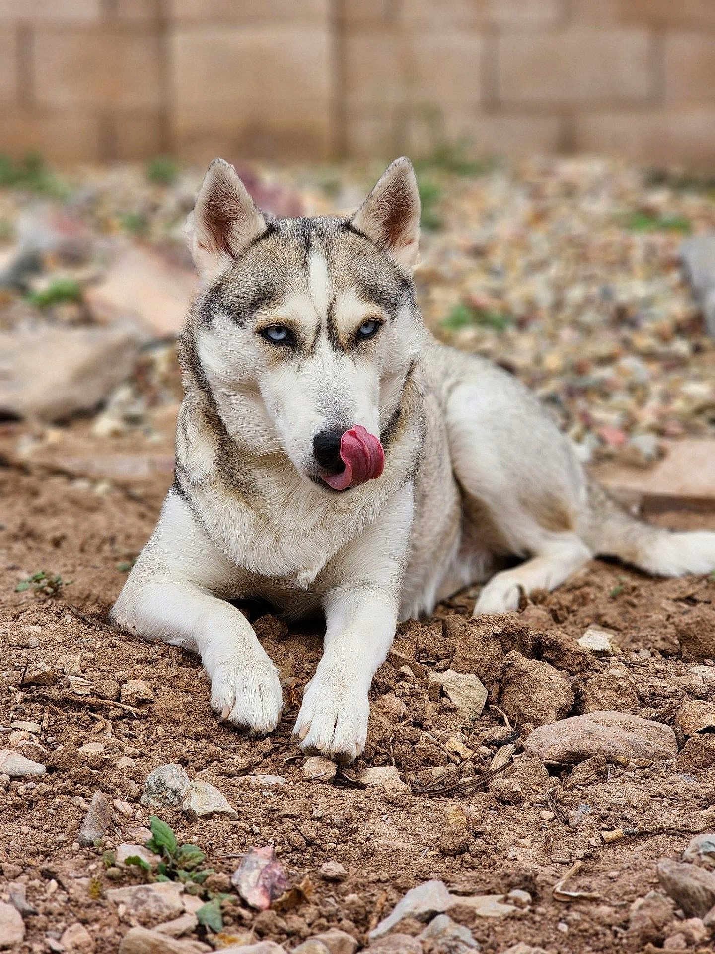 Bella joined the competition — help win amazing prizes! dog, husky, animal, outdoor, pet, tongue, blue_eyes, fur, lying_down, rocky_ground, nature, mammal, canine, cute, playful, close_up, portrait, resting, tongue_out, alert