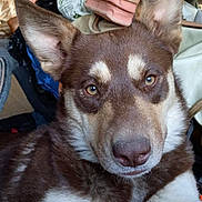 Faith joined the competition — help win amazing prizes! dog, pet, indoor, close_up, brown_fur, white_fur, ears, eyes, nose, fur, animal, canine, relaxed, resting, background_clutter, household_items, fabric, orange_object, portrait, face
