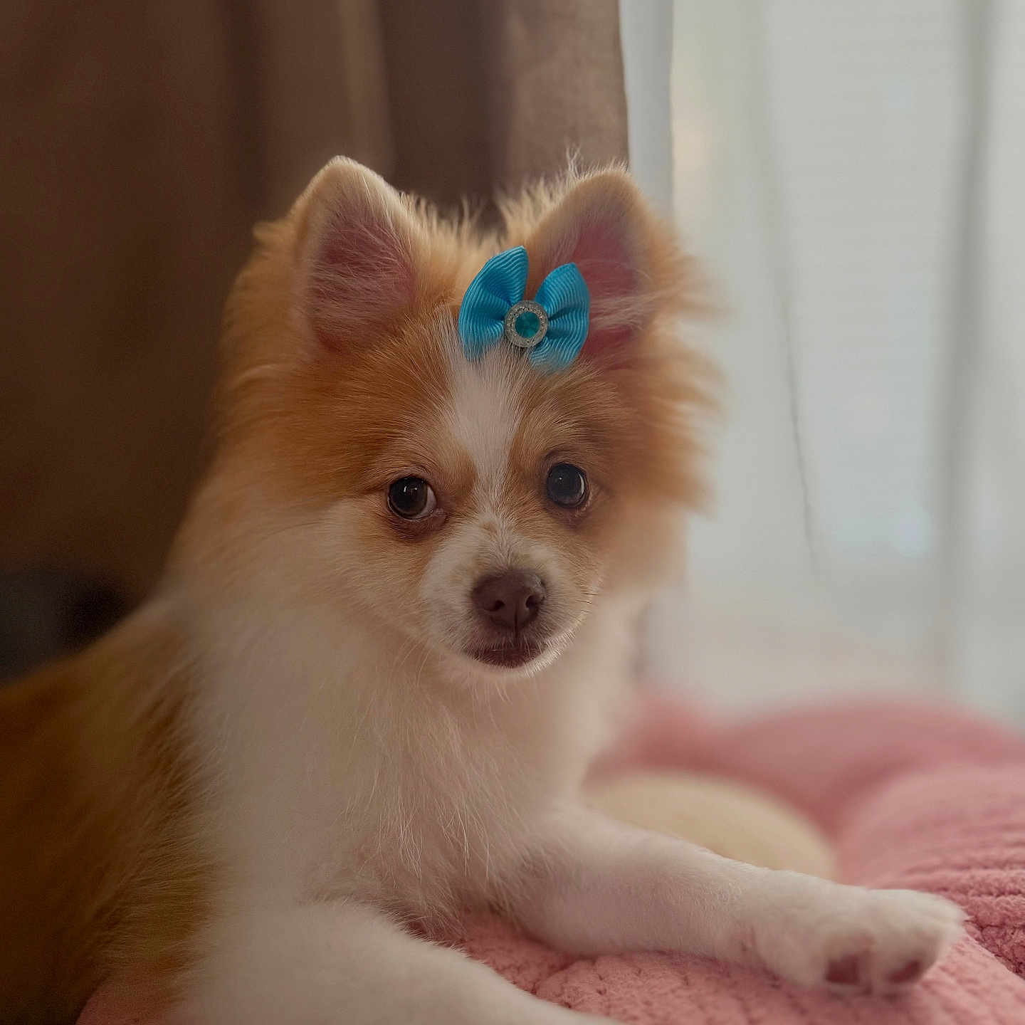 Peach joined the competition — help win amazing prizes! animal, blue_bow, brown_and_white, close_up, cozy, curtains, cute, dog, fluffy, fur, indoor, looking_at_camera, lying_down, paw, pet, pink_blanket, portrait, relaxed, small_dog, soft_light