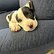 Diesel joined the competition — help win amazing prizes! puppy, dog, black_and_white, couch, indoor, close_up, pet, cute, animal, fur, paw, relaxing, texture, sofa, looking, young, domestic_animal, small, snout, nose