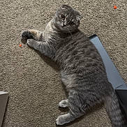 Aley joined the competition — help win amazing prizes! cat, gray_cat, carpet, indoor, pet, animal, fur, whiskers, ears, tail, feet, toenails, painted_nails, human_feet, curious, lying_down, floor, domestic, cute, relaxed