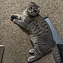 cat, gray_cat, carpet, indoor, pet, animal, fur, whiskers, ears, tail, feet, toenails, painted_nails, human_feet, curious, lying_down, floor, domestic, cute, relaxed