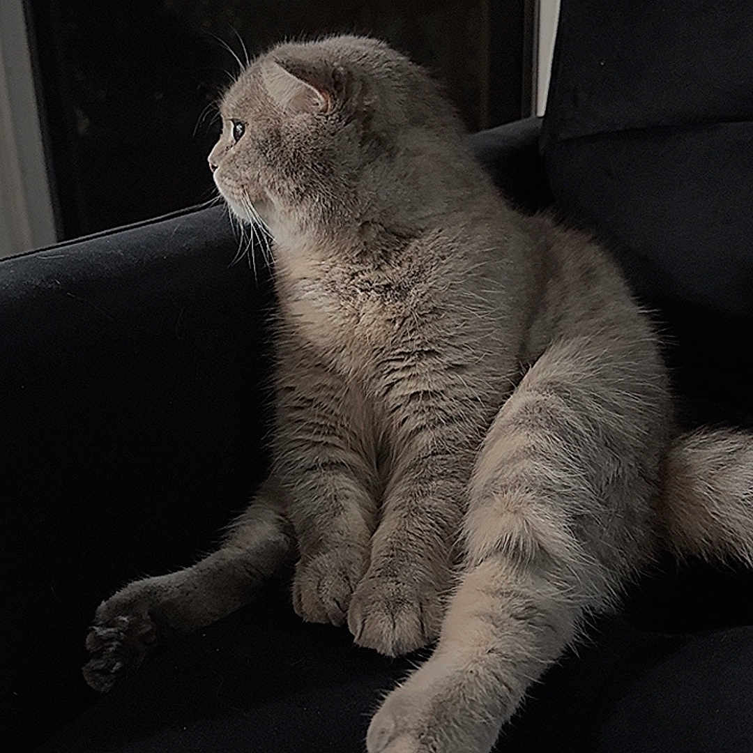 Aley is registered to the contest to win money with this photo: animal, black_chair, cat, chair, contemplative, cozy, domestic_cat, feline, fur, gray_cat, indoor, looking, night, paws, pet, quiet, resting, side_view, whiskers, window