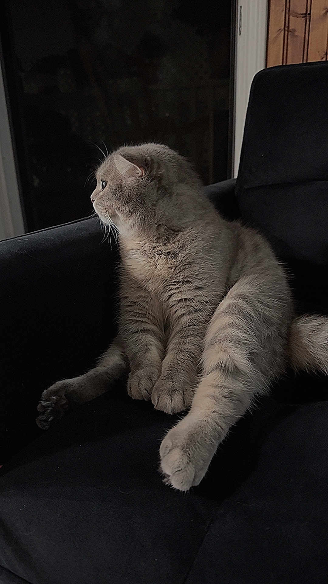 Aley is registered to the contest to win money with this photo: cat, gray_cat, feline, pet, indoor, chair, black_chair, fur, animal, looking, side_view, resting, domestic_cat, whiskers, paws, cozy, window, night, quiet, contemplative
