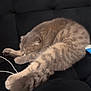 Aley joined the competition — help win amazing prizes! cat, sleeping, fluffy, gray_cat, pet, cozy, cushion, indoor, feline, resting, tail, paw, relaxed, black_cushion, domestic_animal, fur, cute, animal, sleep, home