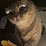 Aley is registered to the contest to win money with this photo: cat, pet, animal, feline, whiskers, paw, wooden_surface, sticker, banana, need_for_speed, eyelashes, digital_effect, cute, curious, indoor, closeup, face, eyes, soft_lighting, cozy