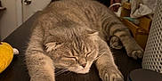 Aley joined the competition — help win amazing prizes! cat, gray_cat, sleeping, stretching, indoor, furniture, wooden_surface, cozy, relaxed, pet, animal, whiskers, paws, domestic_cat, fur, table, household_items, close_up, resting, cute