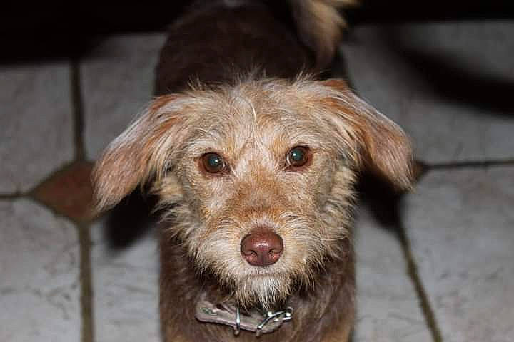 Châtaigne participe au concours pour gagner de l'argent avec cette photo : canidae, carnivore, companion_dog, dog, dog_breed, fawn, fur, small_terrier, snout, sporting_group, terrestrial_animal, terrier, wood, working_animal, working_terrier