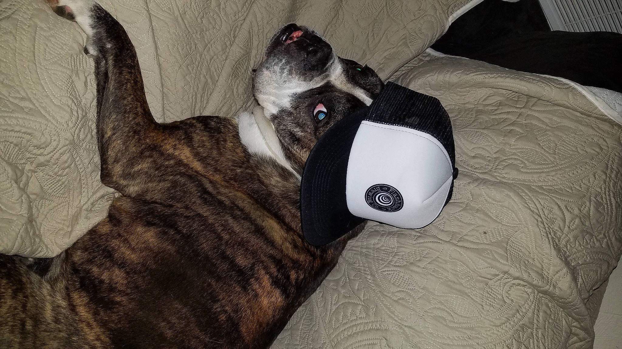 Sloth joined the competition — help win amazing prizes! canidae, carnivore, collar, comfort, companion_dog, dog, dog_breed, dog_supply, fawn, fur, grey, guard_dog, paw, schnauzer, snout, sporting_group, tail, terrestrial_animal, whiskers, working_animal