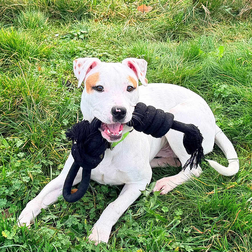 Aïko a rejoint le concours — aidez-le/la à gagner de superbes lots ! animal, canine, chewing, cute, daylight, dog, fence, grass, greenery, happy, nature, outdoor, pet, playful, playtime, rope_toy, summer, tongue, white_dog, young_dog