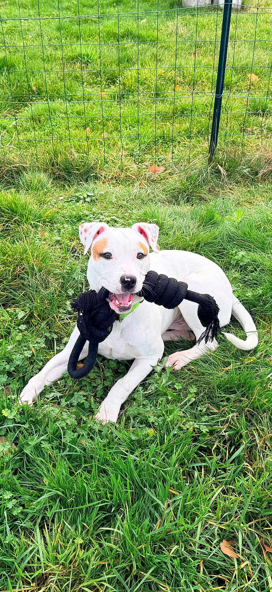 Aïko a rejoint le concours — aidez-le/la à gagner de superbes lots ! dog, white_dog, playful, rope_toy, grass, greenery, outdoor, pet, chewing, fence, happy, animal, canine, nature, summer, daylight, young_dog, cute, playtime, tongue