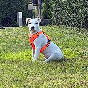 Aïko a rejoint le concours — aidez-le/la à gagner de superbes lots ! dog, white_dog, orange_harness, grass, outdoor, hedge, pet, canine, sitting, nature, greenery, leisure, animal, park, daylight, alert, cute, young_dog, playful, summer