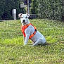 dog, white_dog, orange_harness, grass, outdoor, hedge, pet, canine, sitting, nature, greenery, leisure, animal, park, daylight, alert, cute, young_dog, playful, summer