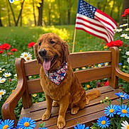 Tucker joined the competition — help win amazing prizes! american_flag, bandana, bench, blue_flowers, dog, flowers, garden, golden_retriever, grass, greenery, happy, nature, outdoor, patriotic, pet, summer, sunlight, tongue_out, white_flowers, wood