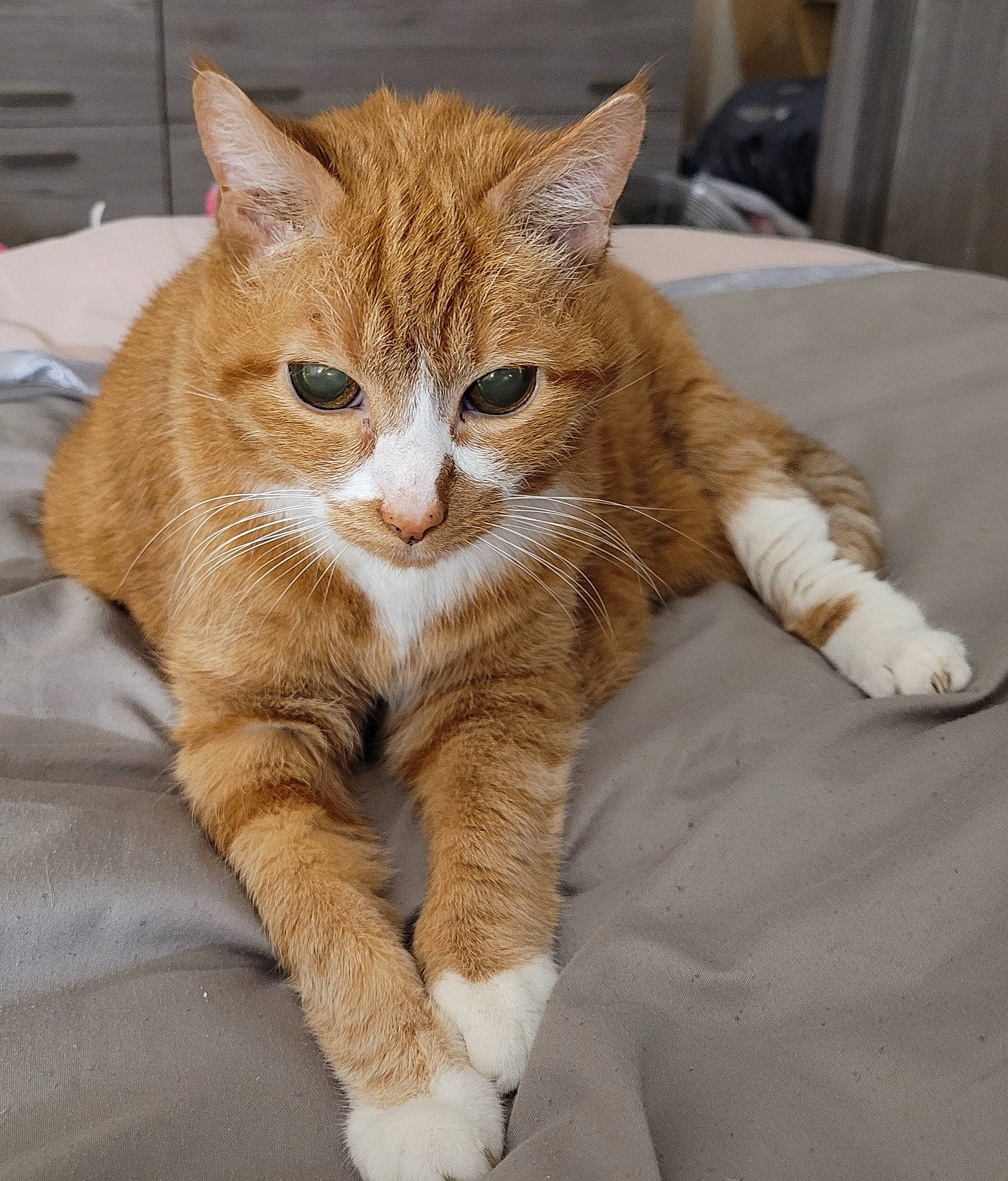 Duchesse participe au concours pour gagner de l'argent avec cette photo : carnivore, cat, claw, comfort, domestic_short_haired_cat, fawn, felidae, foot, fur, gesture, human_leg, paw, sitting, small_to_medium_sized_cats, snout, tail, terrestrial_animal, whiskers