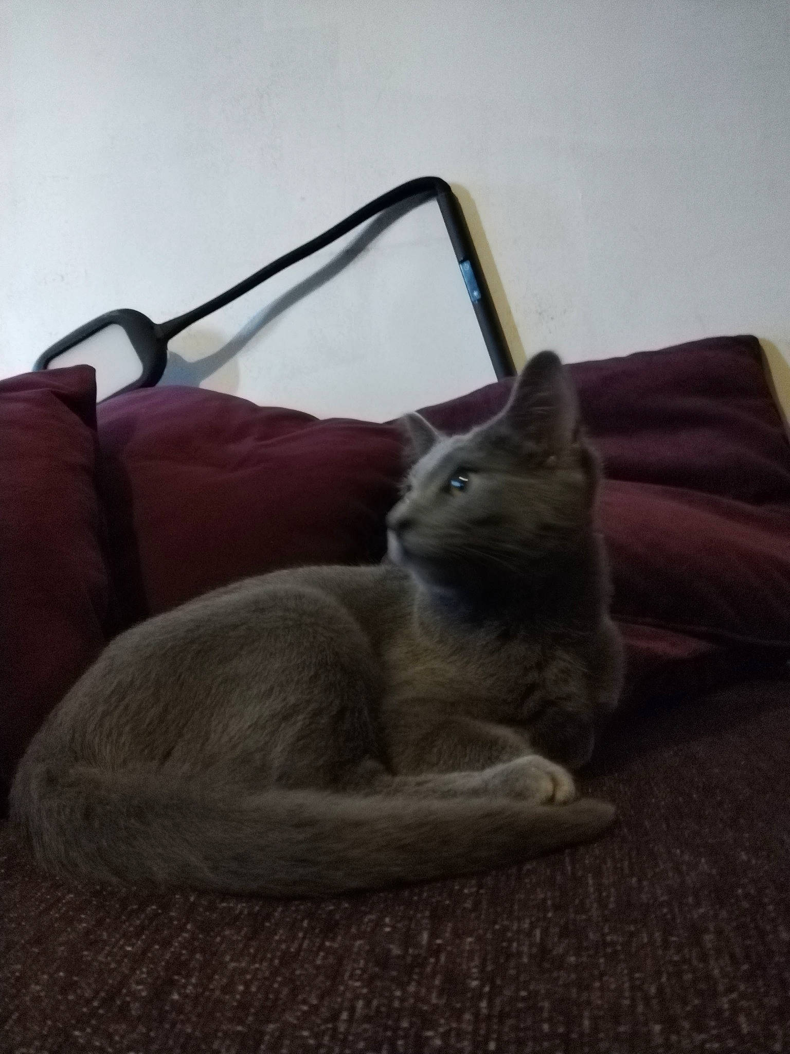 Beasty is registered to the contest to win money with this photo: carnivore, cat, cat_bed, cat_supply, comfort, domestic_short_haired_cat, felidae, fur, grey, linens, nap, paw, room, sitting, small_to_medium_sized_cats, snout, tail, terrestrial_animal, whiskers, wood