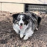 dog, blue_eyes, black_and_white, fur, lying_down, tongue_out, outdoor, dirt, sunlight, shadow, building, background, pet, canine, animal, resting, happy, close_up, nature, portrait