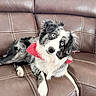 Lily joined the competition — help win amazing prizes! dog, blue_eyes, bandana, red_bandana, couch, leather_couch, pet, canine, fur, black_and_white_fur, indoor, paw, head_tilt, curious, seated, domestic_animal, animal, companion, cute, relaxed